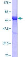 Human MSI2 Protein (Recombinant GST)