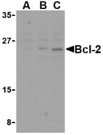 IHC-plus™ BCL2 / Bcl-2 Antibody