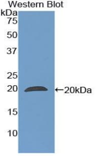 PPIF / Cyclophilin F Antibody (aa45-196, FITC)
