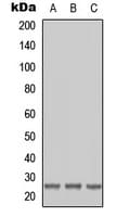 RAB41 Antibody (Internal)