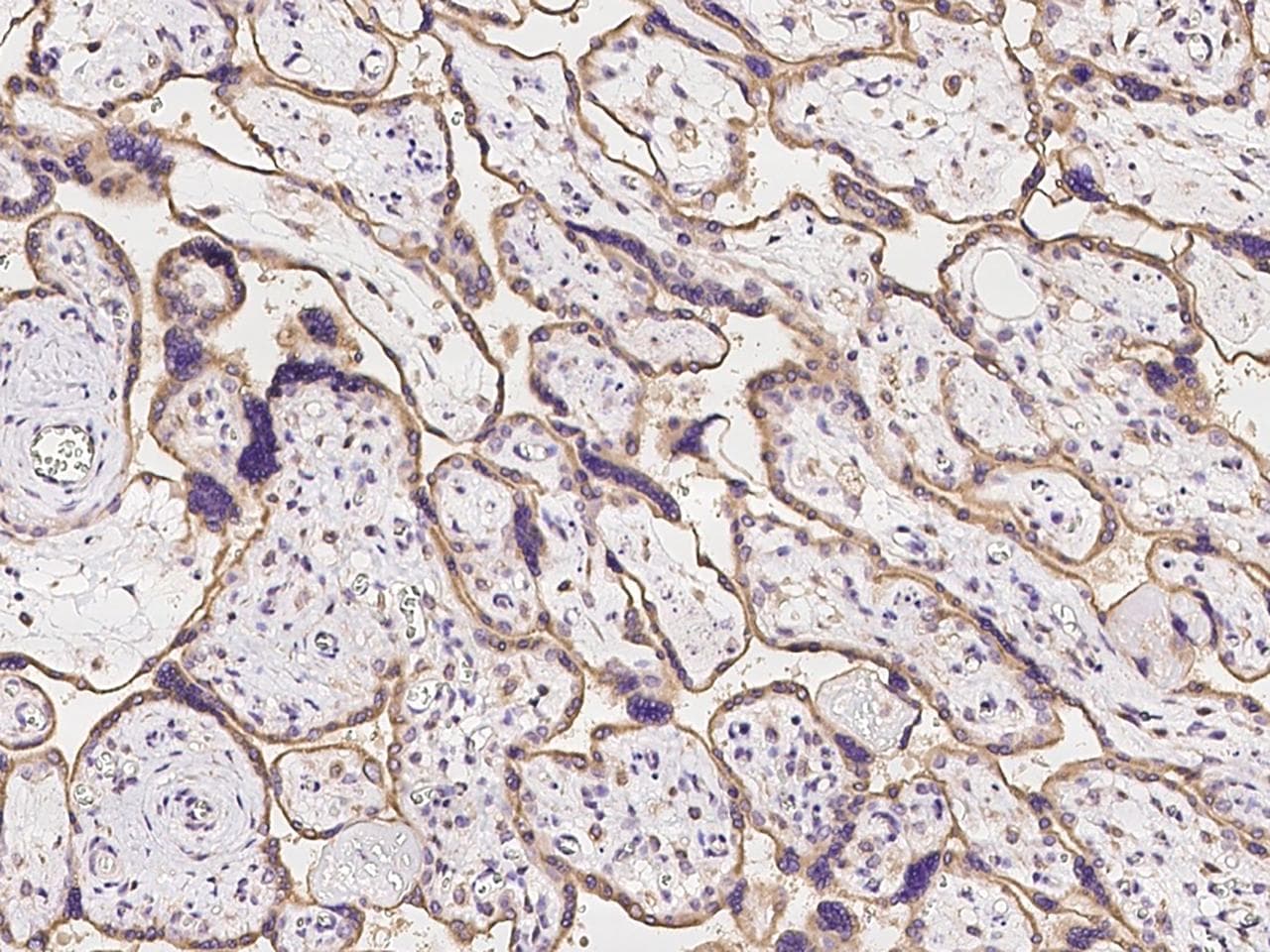OS9 Antibody
