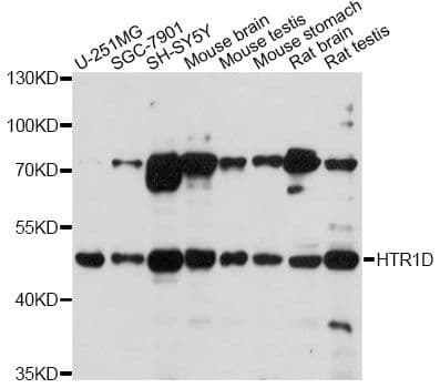 HTR1D / 5-HT1D Receptor Antibody