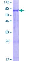 Human PLD4 / Phospholipase D4 Protein (Recombinant GST)