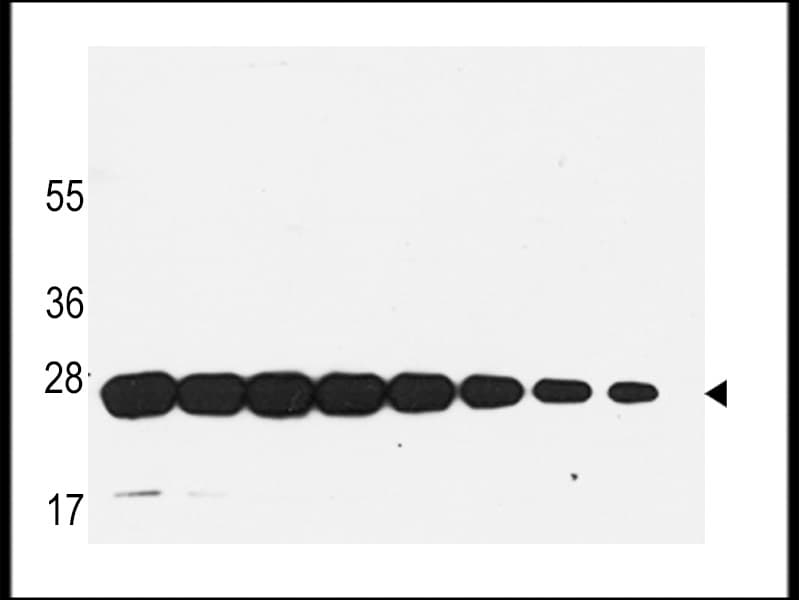 Monoclonal Mouse GST / Glutathione S-Transferase Antibody (WB)