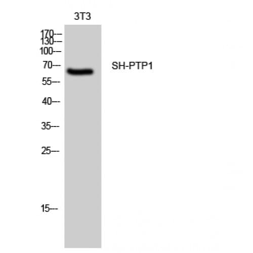 Polyclonal Rabbit anti-Human PTPN6 / SHP1 Antibody (480-560 aa, IHC, WB)
