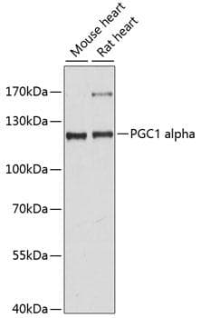 PPARGC1A / PGC-1 Alpha Antibody