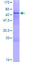 Human TSFM Protein (Recombinant GST)