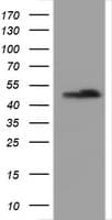 PAI-RBP1 / SERBP1 Antibody (aa1-262, clone OTI2C11)