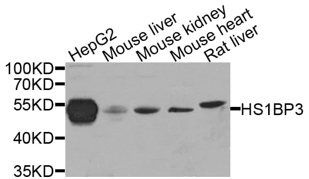 Polyclonal Rabbit anti-Human HS1BP3 Antibody (IHC, WB)