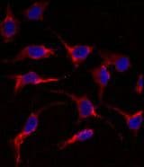 ERAS Antibody (aa13-42)