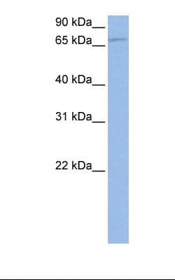 NAK / TBK1 Antibody (aa74-123)