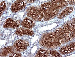 Monoclonal Mouse anti-Human MLANA / Melan-A Antibody (clone OTI2G2, IHC, IF, WB)