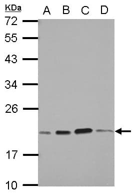 SKP1 Antibody