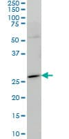 HES1 / HES-1 Antibody (clone 4D9)