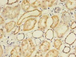 FLRT1 Antibody (Biotin)