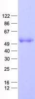 Human PRCP Protein (Recombinant His, N-Terminal)