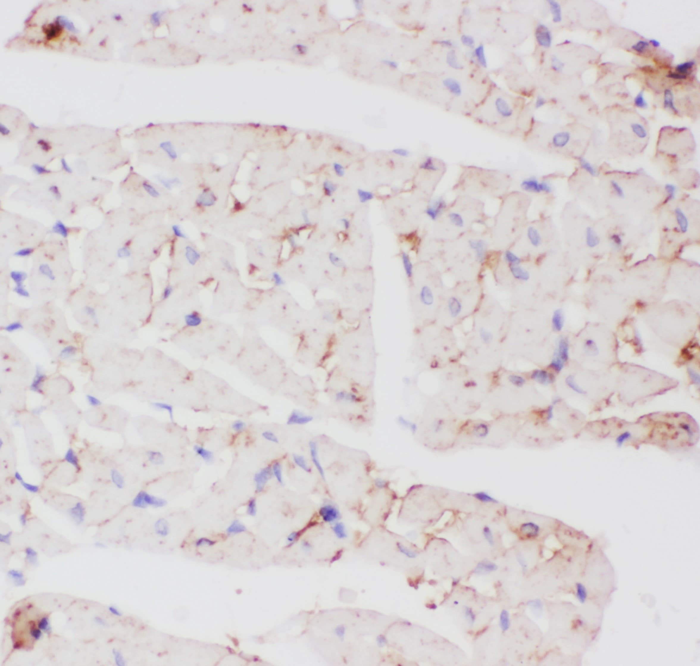 SLC2A4 / GLUT-4 Antibody (aa333-509)