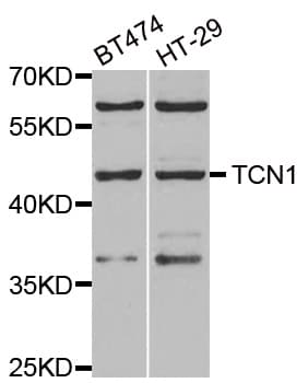 TCN1 Antibody