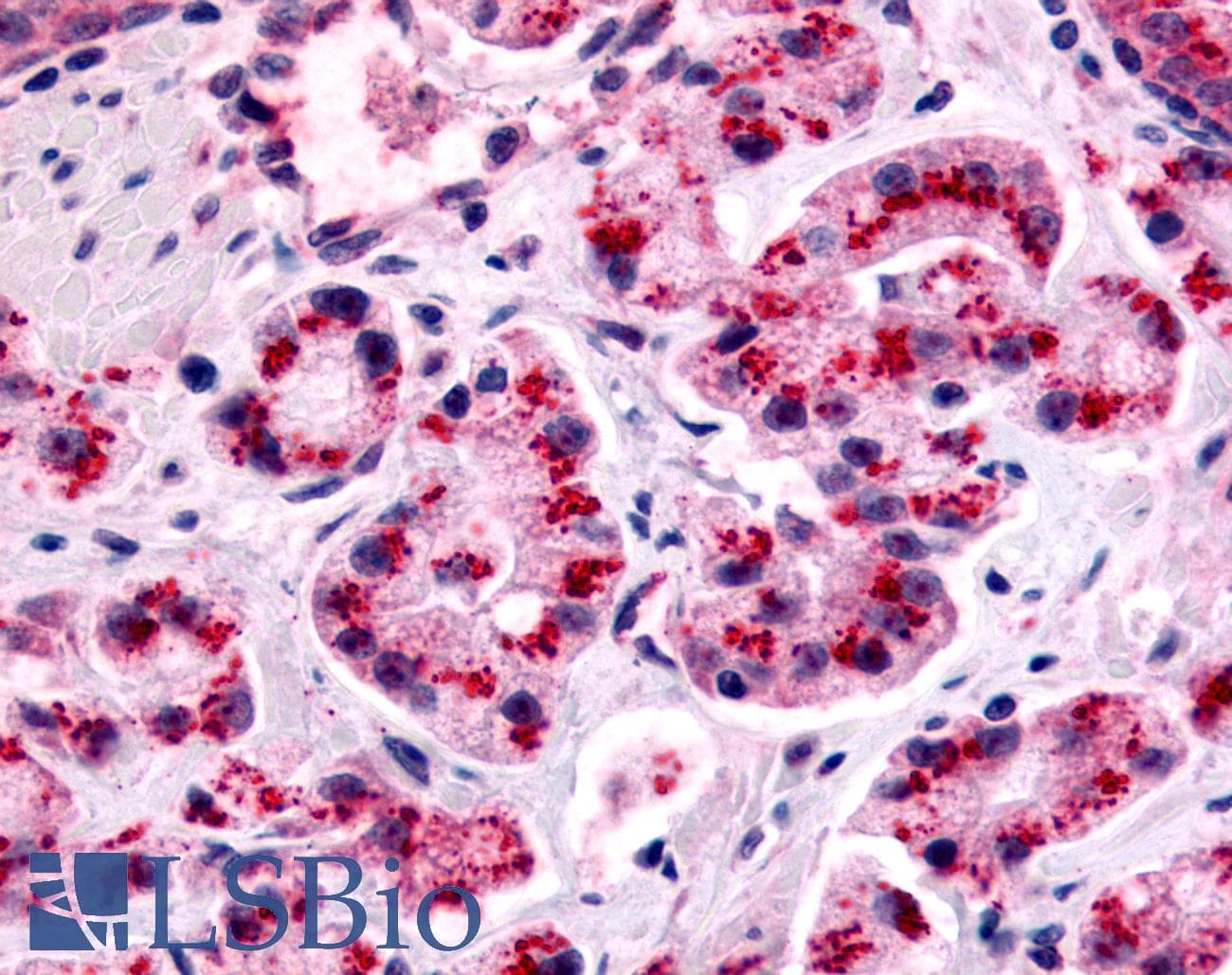 PathPlus™ Polyclonal Rabbit anti-Human CDC7 Antibody (Kinase Domain, IHC)