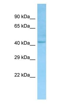 LANCL1 Antibody (aa34-83)