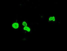 FOXA1 Antibody (clone OTI3A8)