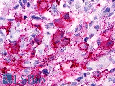 PathPlus™ GPR173 / SREB3 Antibody (Transmembrane Domain)