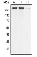 Polyclonal Rabbit anti-Human CACNA1G / Cav3.1 Antibody (Internal, WB)