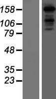 MINK1 / MINK Protein (Over-Expression Lysate Myc-DDK (Flag))