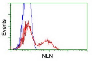 NLN / Neurolysin Antibody (clone OTI3C2)