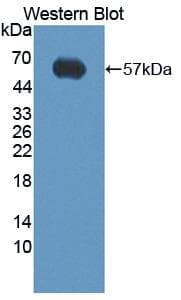 CD95 / FAS Antibody (aa48-281, PE)