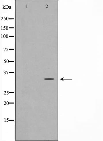 NANOG Antibody