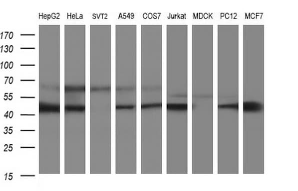 SCRN1 / Secernin 1 Antibody (clone OTI1E4)