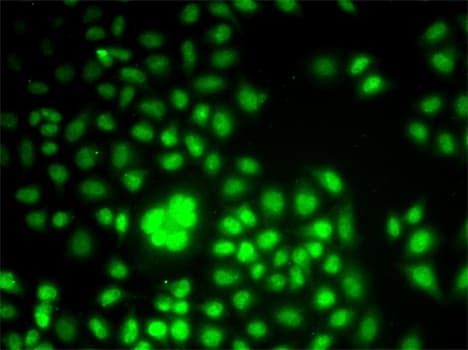 Polyclonal Rabbit anti-Human WDR5 Antibody (IHC, IF, WB)