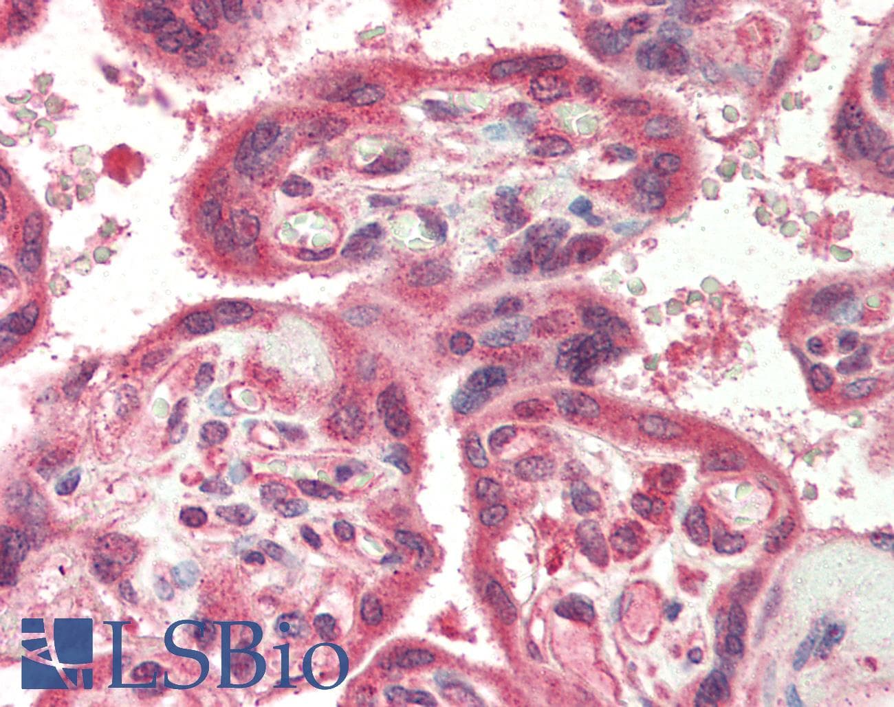IHC-plus™ BIRC1 / NAIP Antibody