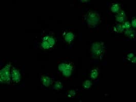 Gephyrin Antibody (clone OTI2C2)