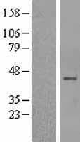 CHIA / Amcase Protein (Over-Expression Lysate Myc-DDK (Flag))