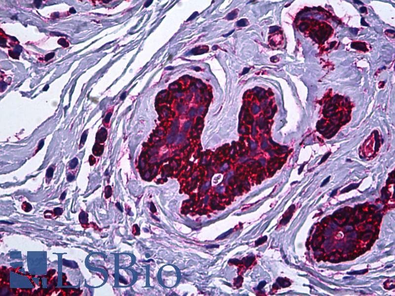 IHC-plus™ MYH9 Antibody (clone 2B3)