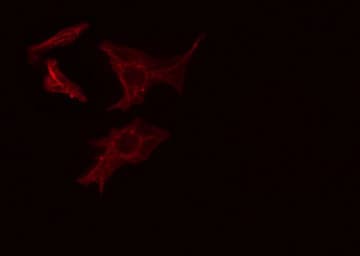 ARHGEF1 Antibody
