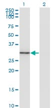 Monoclonal Mouse anti-Human FGL1 / Hepassocin Antibody (clone 2A4, WB)