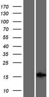 LINC01565 Protein (Over-Expression Lysate Myc-DDK (Flag))