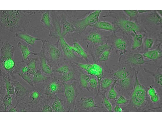 LDHA / LDH1 Antibody (Liquid)