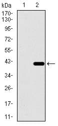 DNAL4 / Dynein Light Chain 4 Antibody (aa1-105, clone 3C10A4)