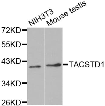 EPCAM Antibody