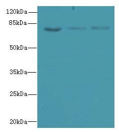 ZNF614 Antibody