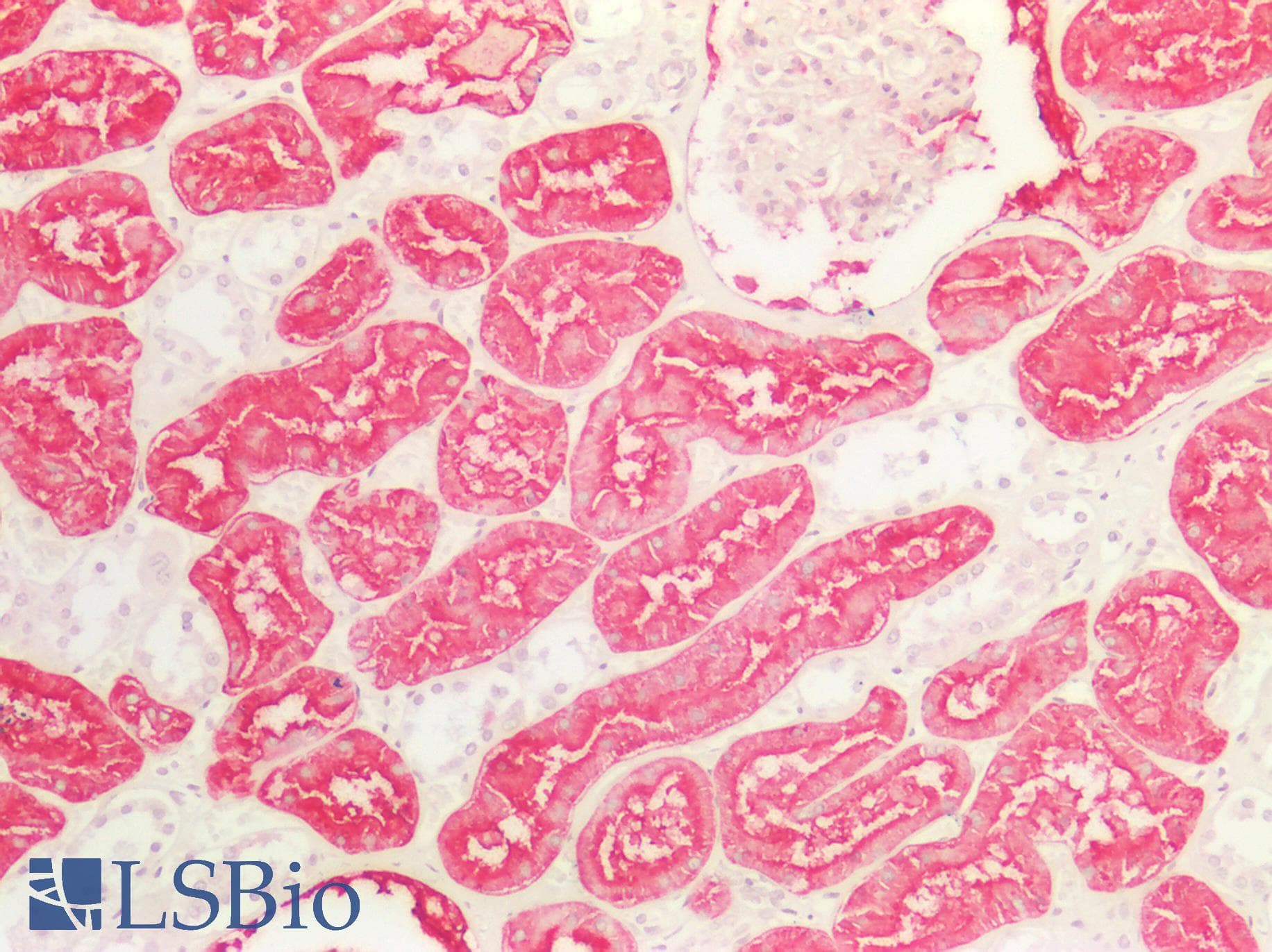 PathPlus™ Monoclonal Mouse anti-Human ANPEP / CD13 Antibody (clone 2F10, aa668-967, IHC, WB)