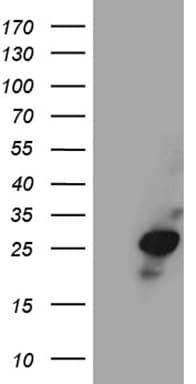 VAX1 Antibody (clone OTI1E7, Carrier-free)