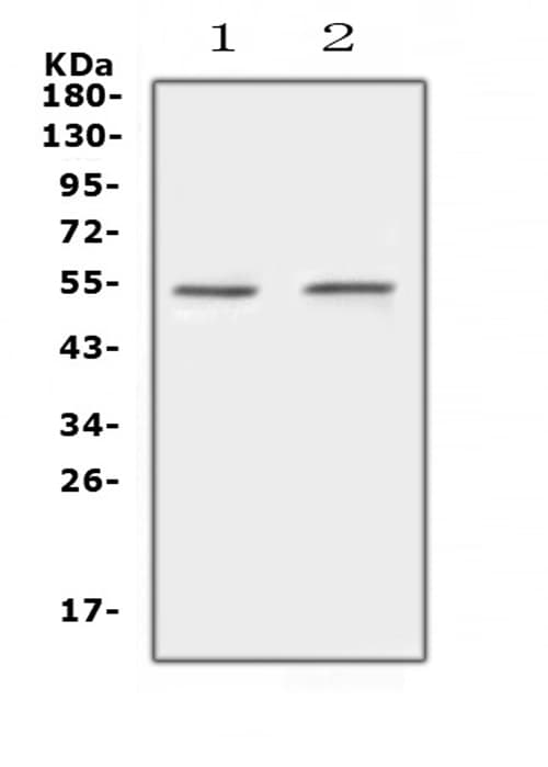 PROC / Protein C Antibody