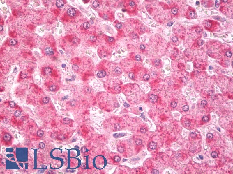 IHC-plus™ Polyclonal Rabbit anti-Mouse GSTK1 Antibody (IHC, WB)