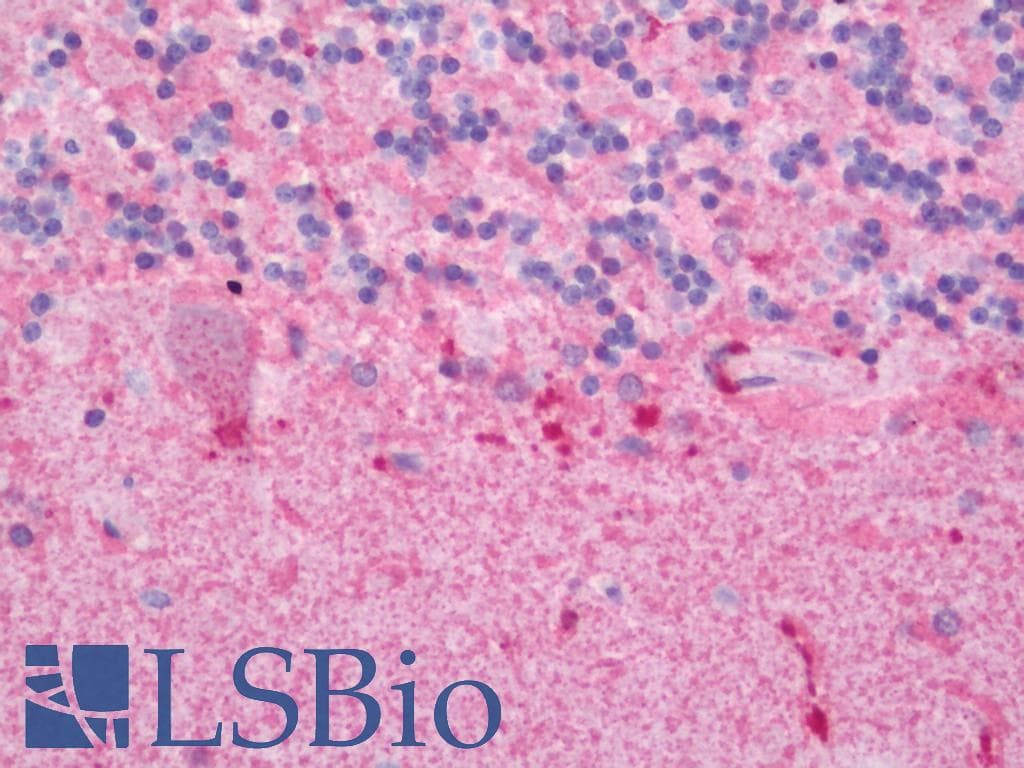 IHC-plus™ MS4A3 Antibody (aa97-123)