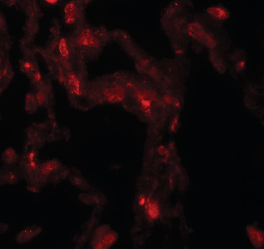 PathPlus™ Polyclonal Rabbit anti-Human DDC / DOPA Decarboxylase Antibody (IHC, IF, WB)